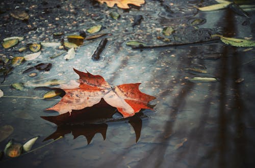 Brown Dried Leaf on Wetland 