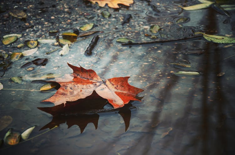 Brown Dried Leaf On Wetland 