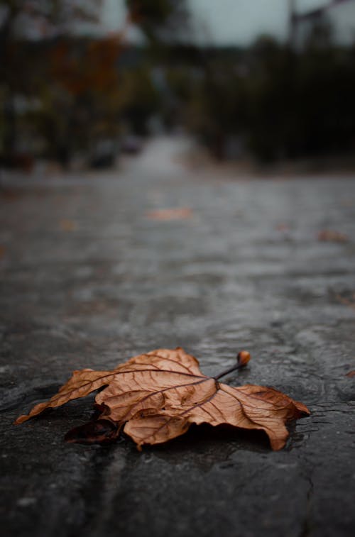 Foto d'estoc gratuïta de auró, caure, fulla