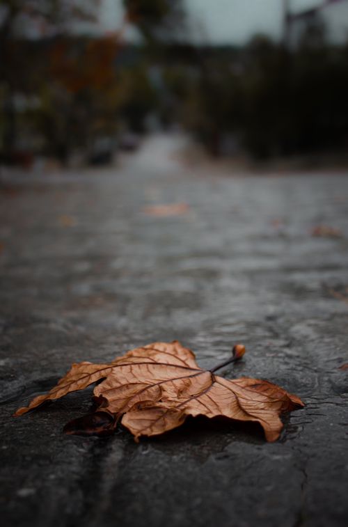 Free Close-up of a maple leaf on wet pavement during fall in Gördes, Turkey. Stock Photo