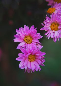 Close-up of vibrant pink chrysanthemums blooming outdoors, showcasing their natural beauty.