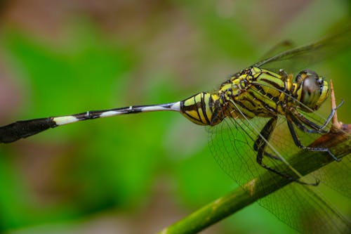 Základová fotografie zdarma na téma detail, fotografování hmyzem, křídla