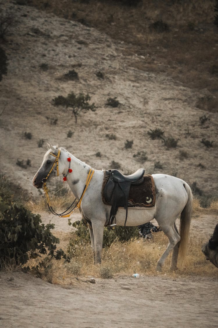 Horse With Saddle Near Mountain Slope