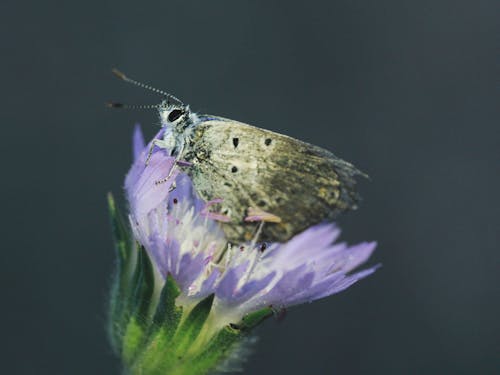 Foto stok gratis bunga, fotografi serangga, kupu-kupu
