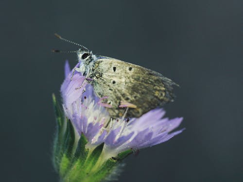 A Butterfly on a Flower