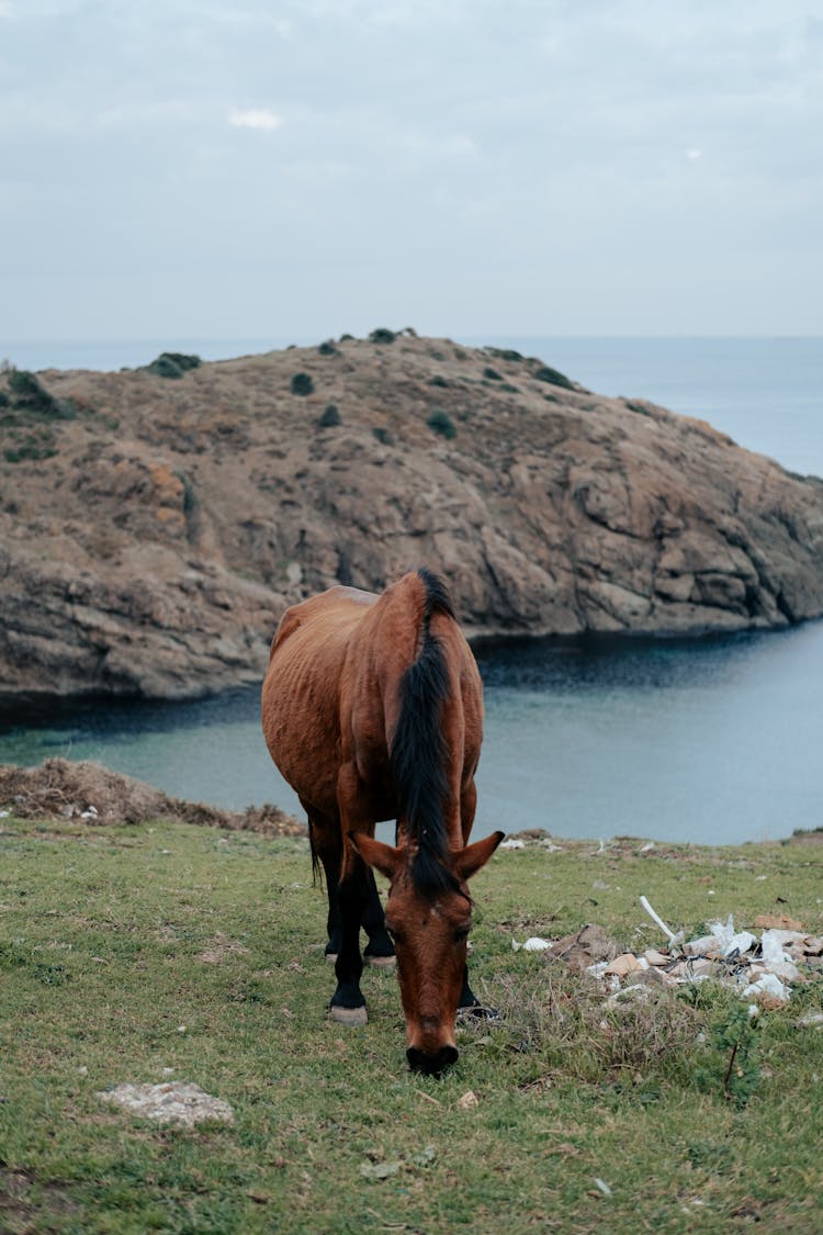 Horse On Sea Shore