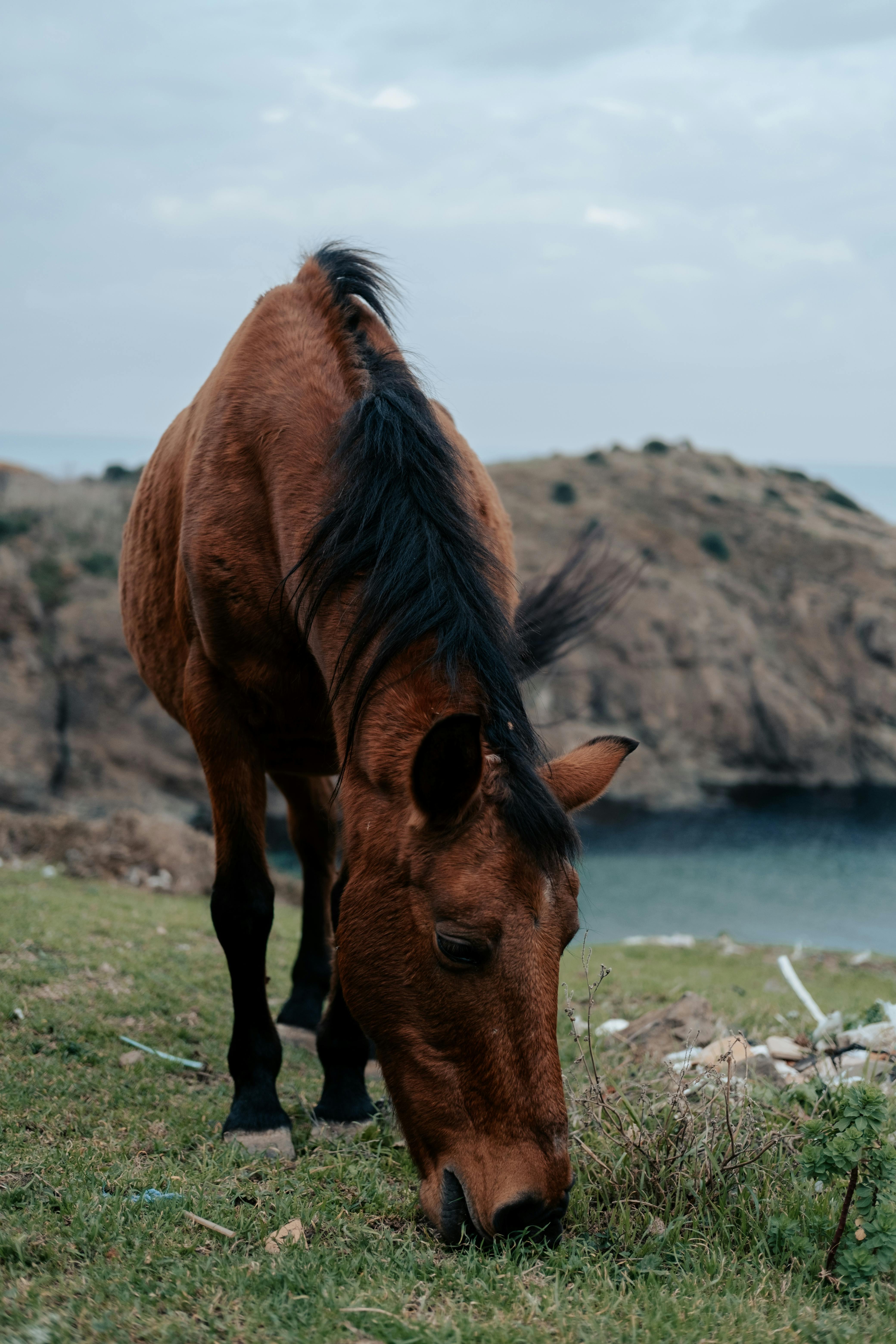 A beautiful brown horse grazes on a grassy terrain near a rocky seaside cliff.