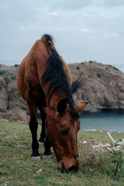 Gratis stockfoto met beest, detailopname, dierenfotografie