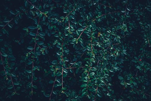 Bearberry Cotoneaster