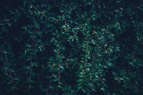 Free Vibrant photo capturing lush green leaves in a detailed close-up, highlighting nature's beauty. Stock Photo