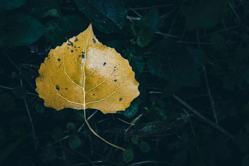 Free Close-up of a yellow leaf on a forest floor, emphasizing autumn vibes. Stock Photo
