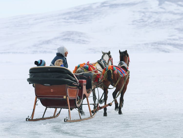 Horses Pulling A Sled 