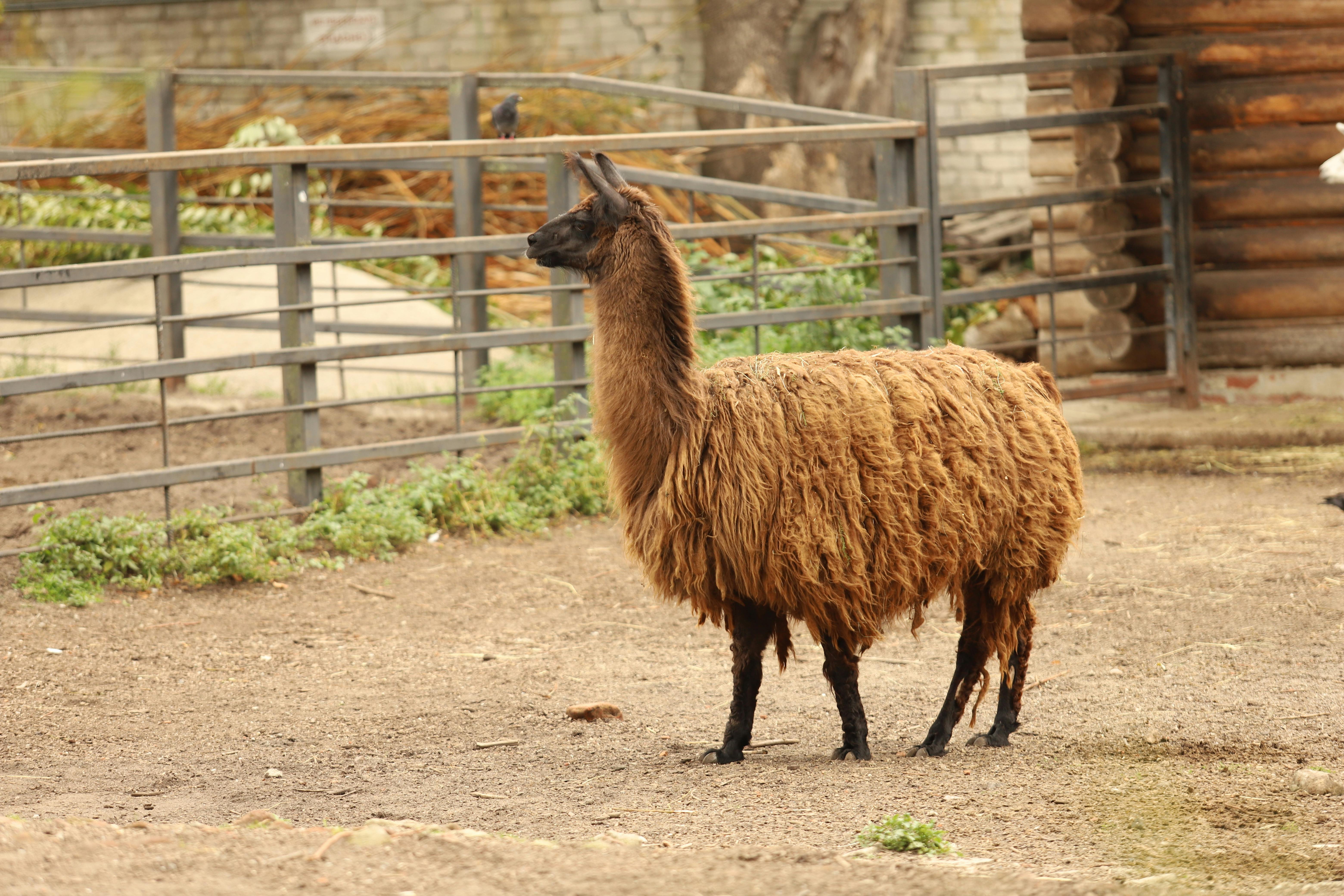 Llama 4 Maverick API