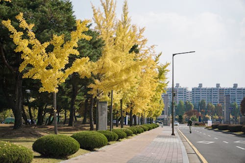 Yellow Trees by Street in Autumn