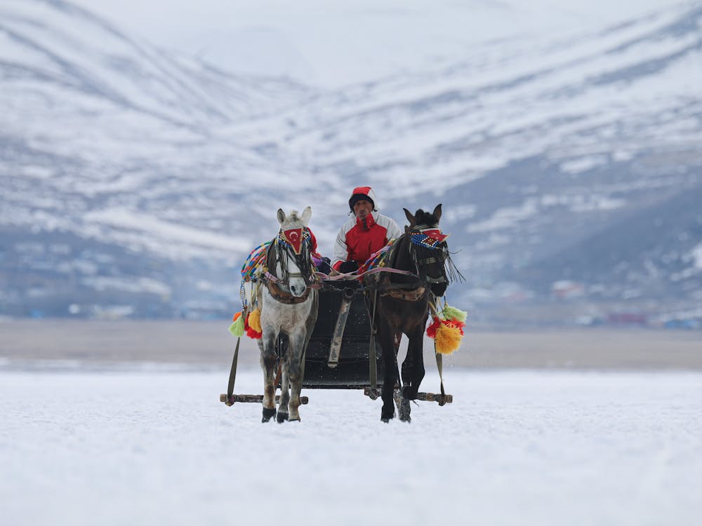 Man in Red and White Jacket Riding a Sled with Horses