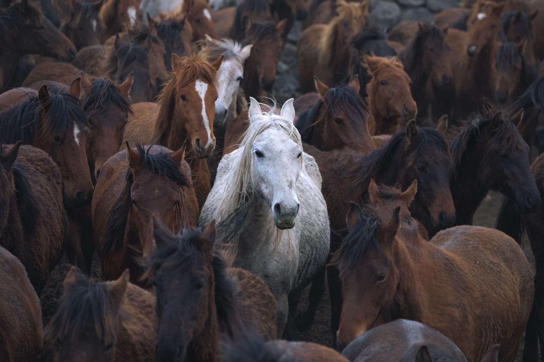 Stunning contrast of a white horse standing out in a herd of brown horses, symbolizing individuality.