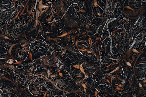 Imagine de stoc gratuită din a închide, brun, frunze uscate