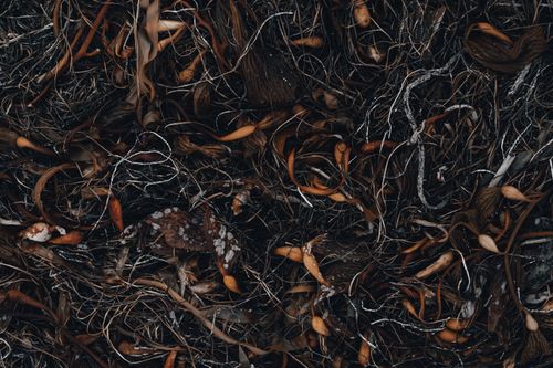 Free Detailed close-up view of dried leaves and twigs forming a natural, intricate texture. Stock Photo