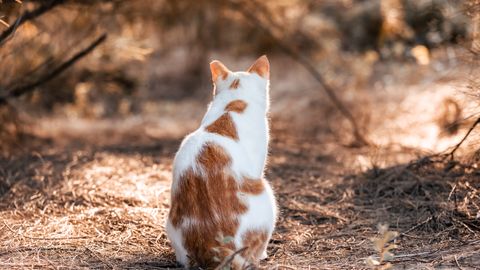 Kedi Neden Poposunu Gösterir? Arkasını Dönmesinin Anlamı