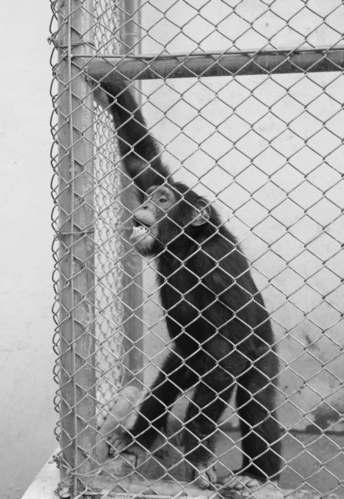 Free Black and white photo of a primate behind a chain link fence in a zoo. Stock Photo