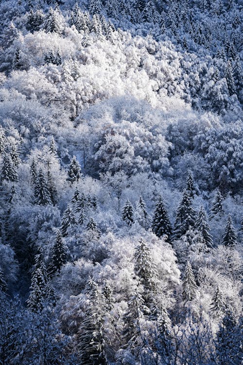 ağaçlar, dikey atış, kar içeren Ücretsiz stok fotoğraf