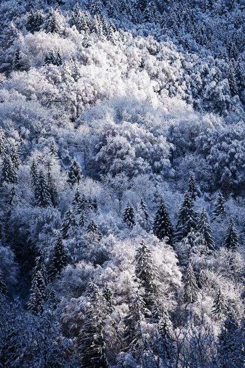 Free A scenic winter forest landscape with snow-covered trees and sunlight highlighting the surroundings. Stock Photo