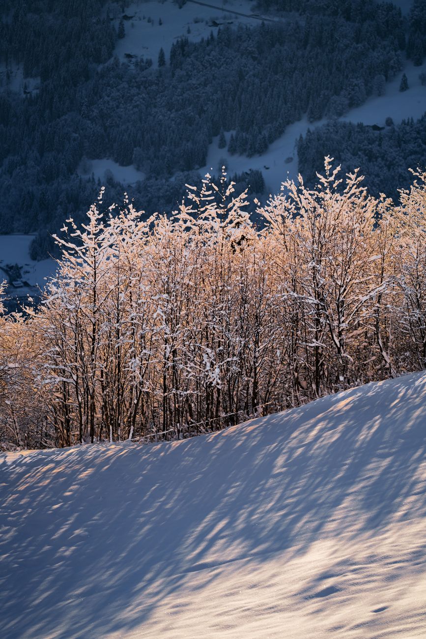 Bezaubernde Naturszene mit Bäume & Winter