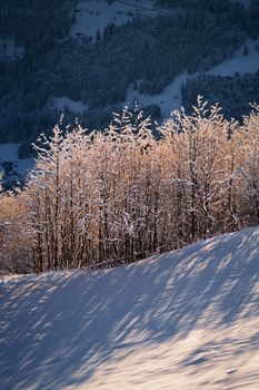 Beautiful snow-covered trees in Leysin, Switzerland, catch the winter sun's glow.