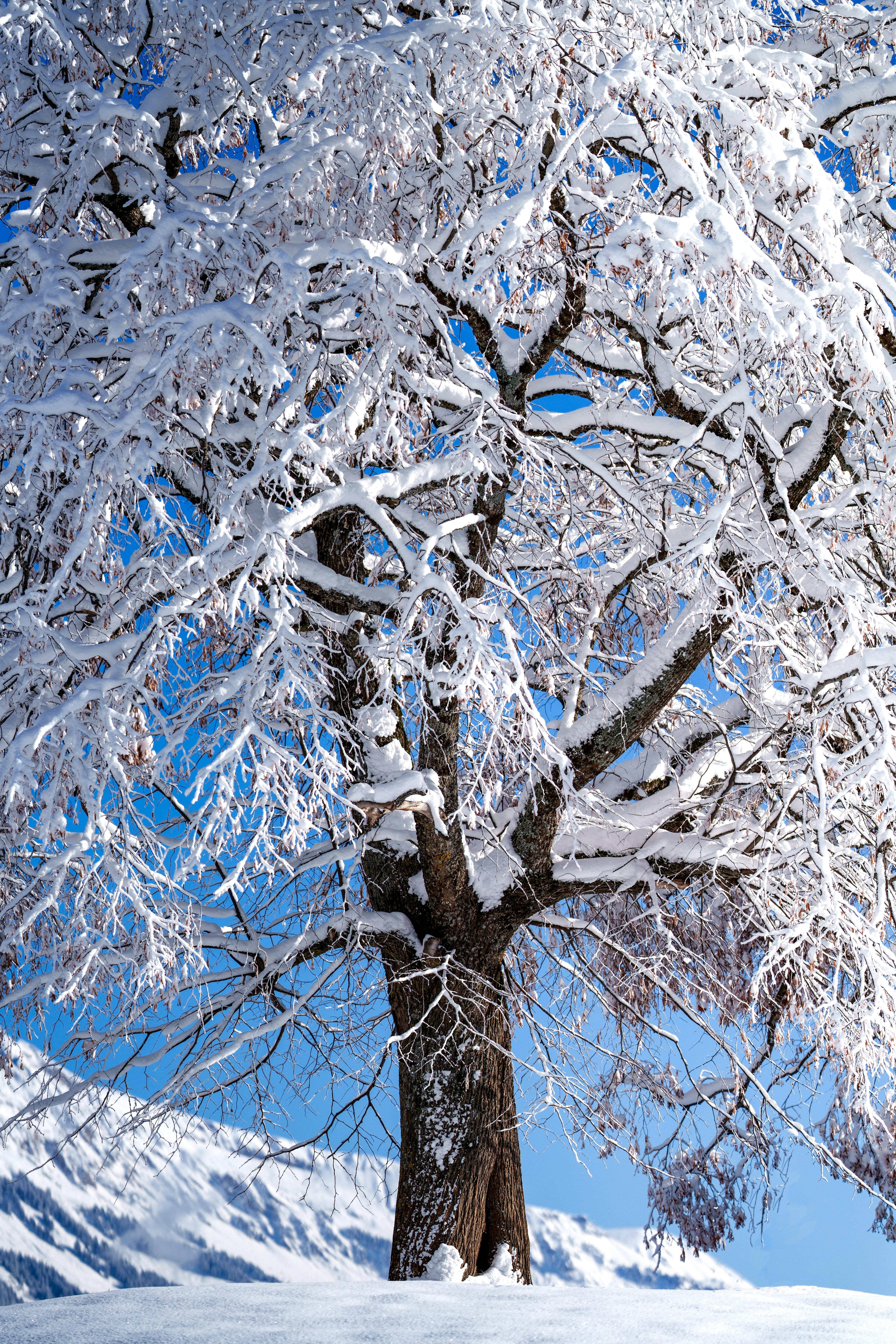 Do cold showers burn fat?