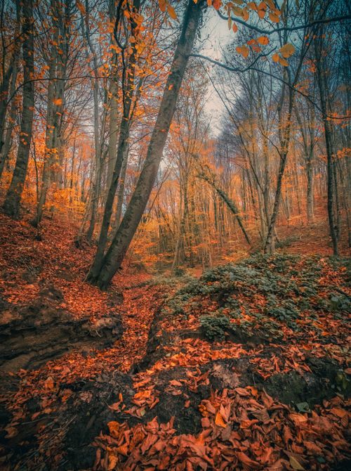 Free A beautiful autumn forest with vibrant orange leaves and towering trees creating a serene atmosphere. Stock Photo