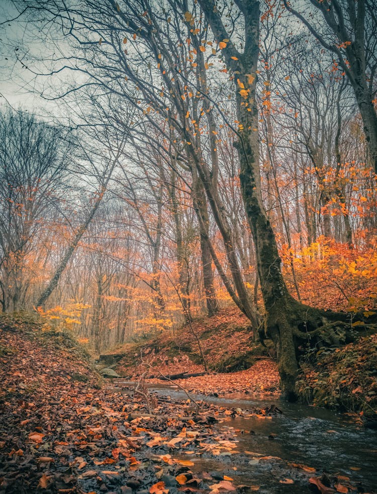 Stream In An Autumn Forest