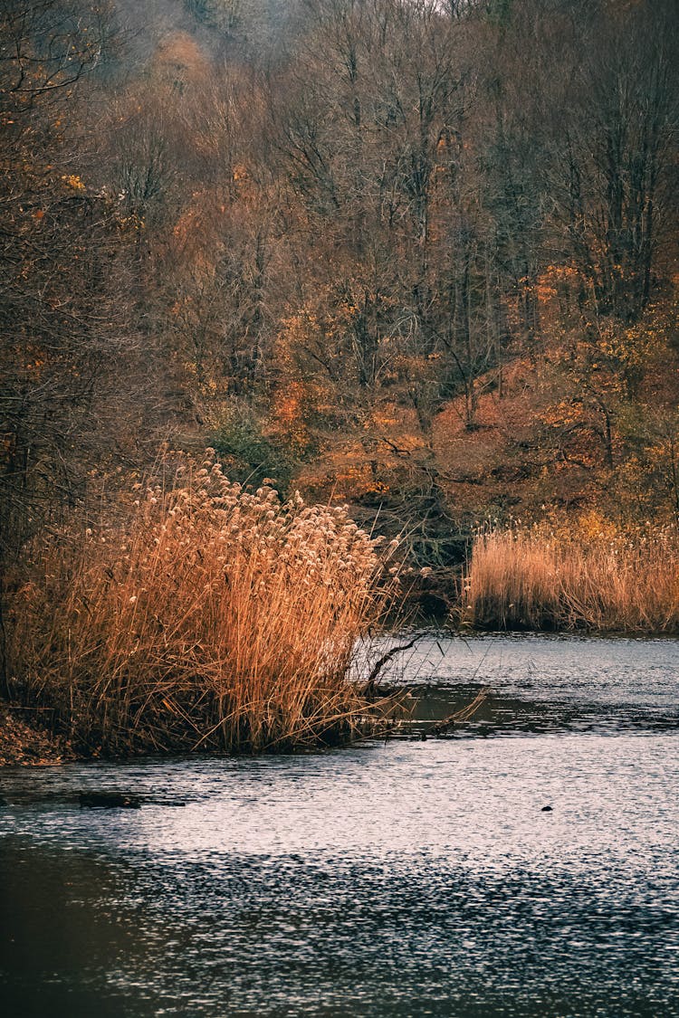 River And Autumn Forest 