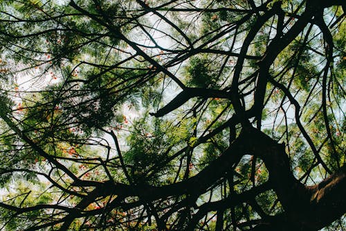 Silhouettes of tree Branches