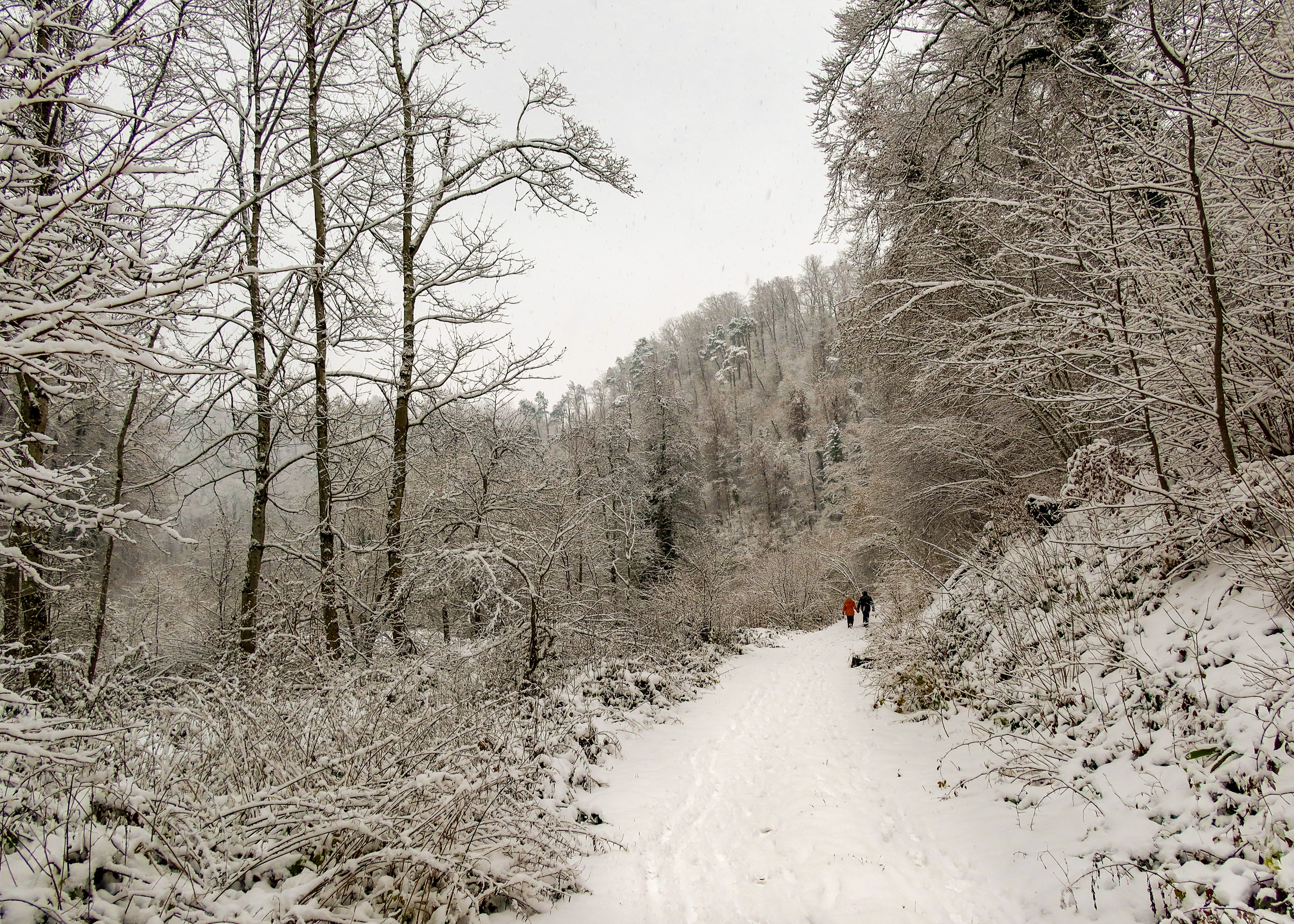 A serene winter scene with a snowy forest path and two people walking.