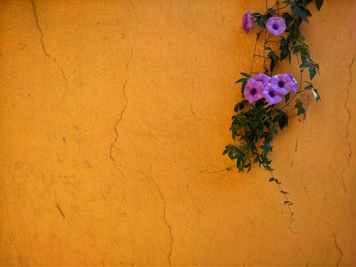 Fotobanka s bezplatnými fotkami na tému abstraktný, farebné pozadie, kvet echinacea