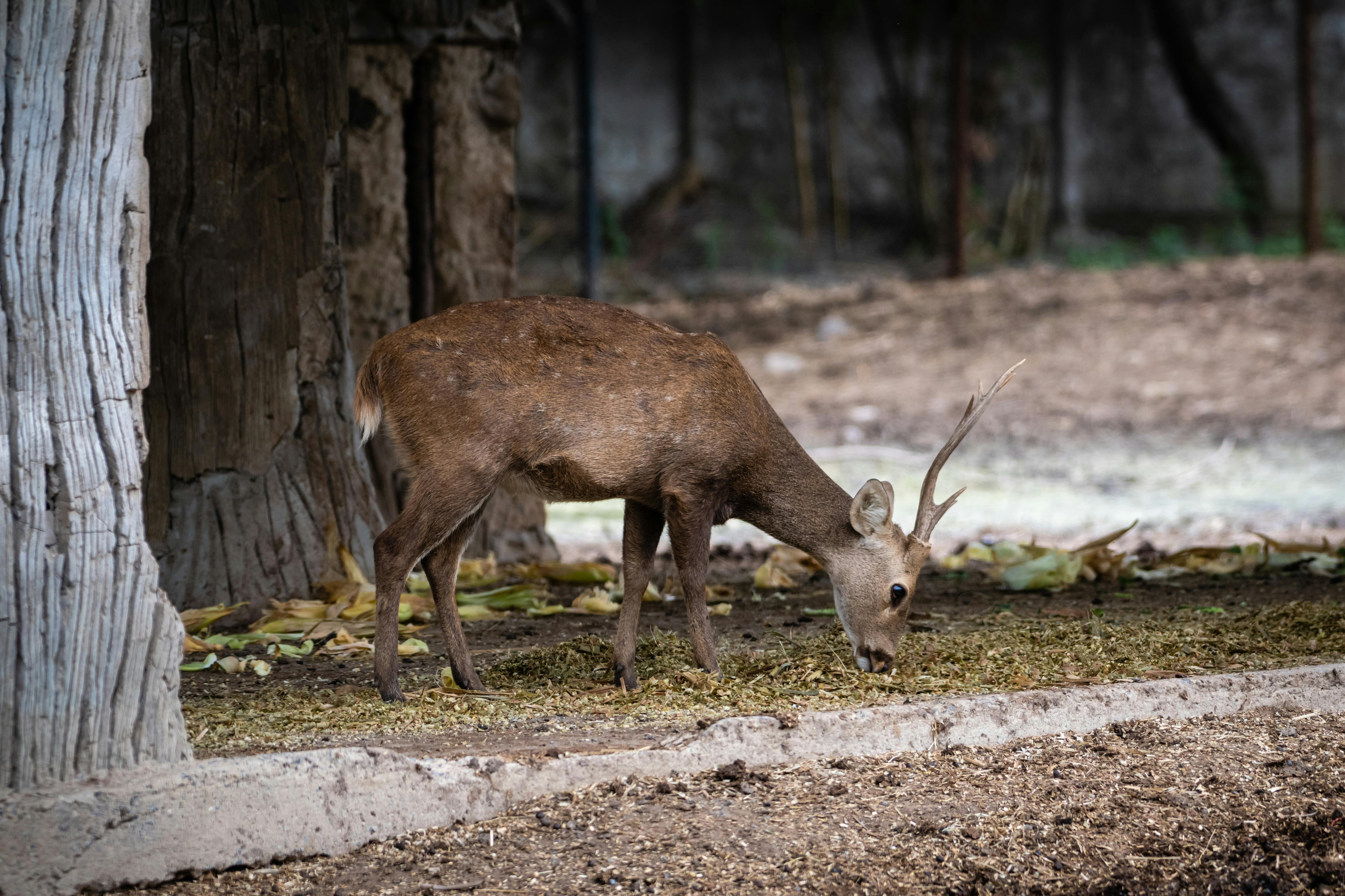 grátis Foto profissional grátis de animais selvagens, animal, animal da floresta Foto profissional