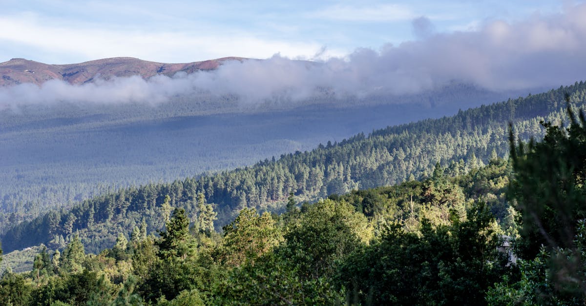 A sunny beach in Spain with clear blue skies and palm trees.