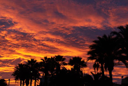 日落, 棕櫚樹, 樹木 的 免费素材图片