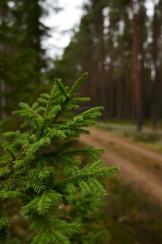Green spruce branch in focus with a blurred forest background, depicting a serene natural landscape.