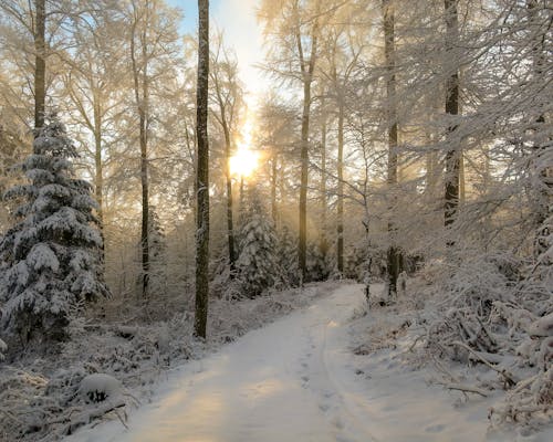 Ilmainen kuvapankkikuva tunnisteilla lumi, luonto, metsä