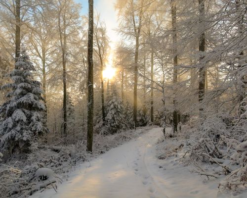 Free A breathtaking view of a snowy forest path illuminated by the warm glow of sunrise. Stock Photo