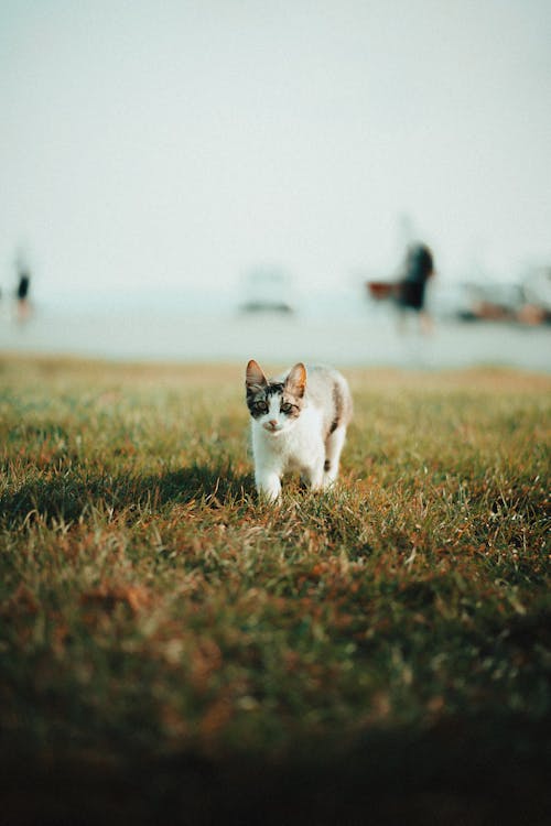 Photo of a Cute Kitten Walking on the Grass