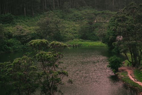 Lake in Green Forest