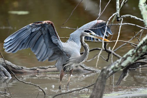 Free Great Blue Heron Standing on the Water  Stock Photo