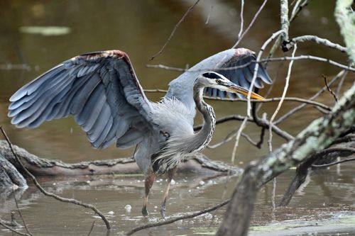 Free A majestic great blue heron spreads its wings in a Decatur, Alabama wildlife habitat. Perfect for nature and bird photography enthusiasts. Stock Photo