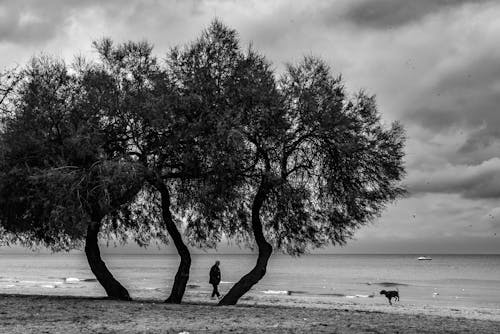 Trees on Shore