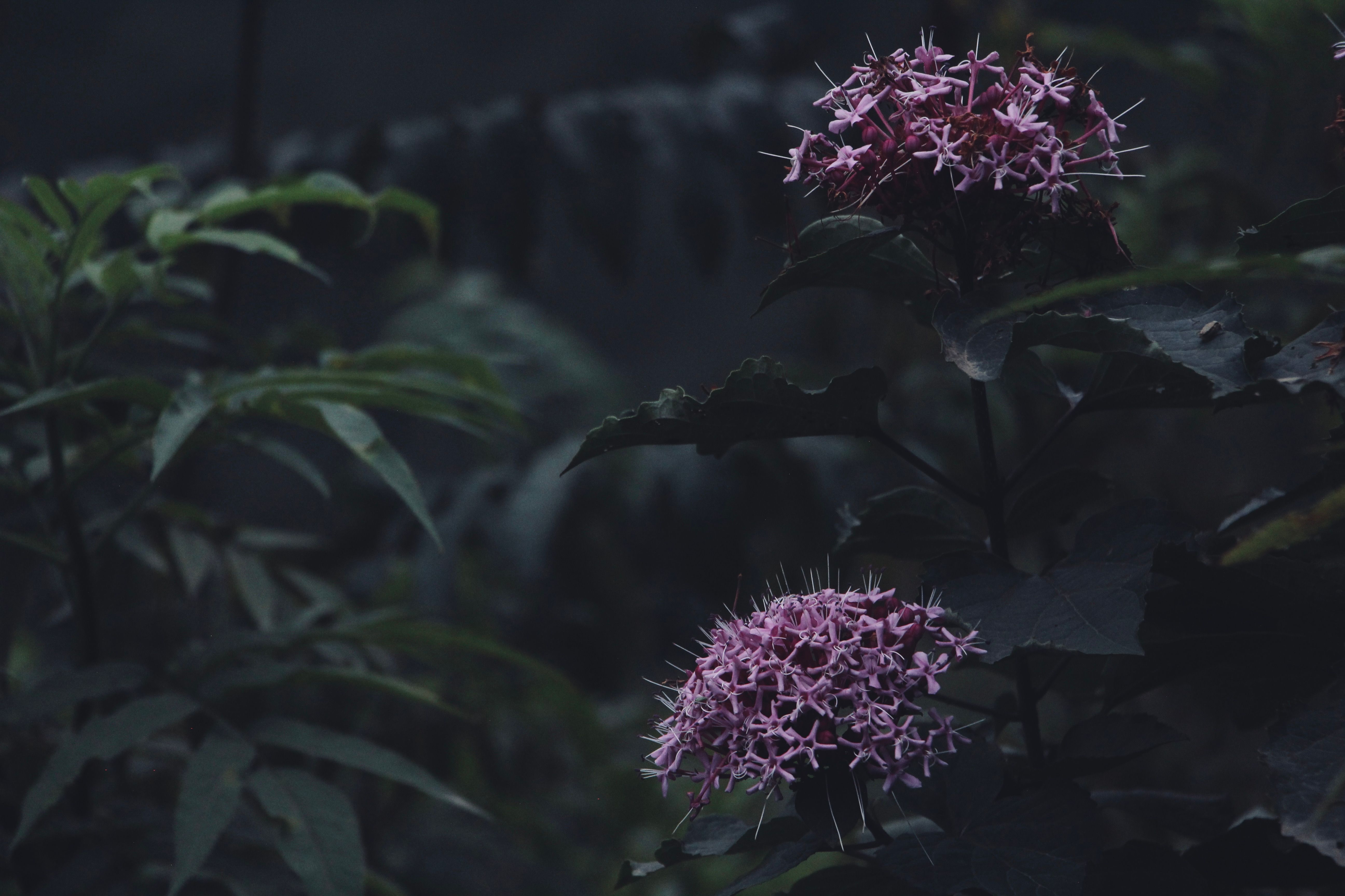 A serene close-up of pink Blue Throatwort flowers amid lush greenery in Iran.