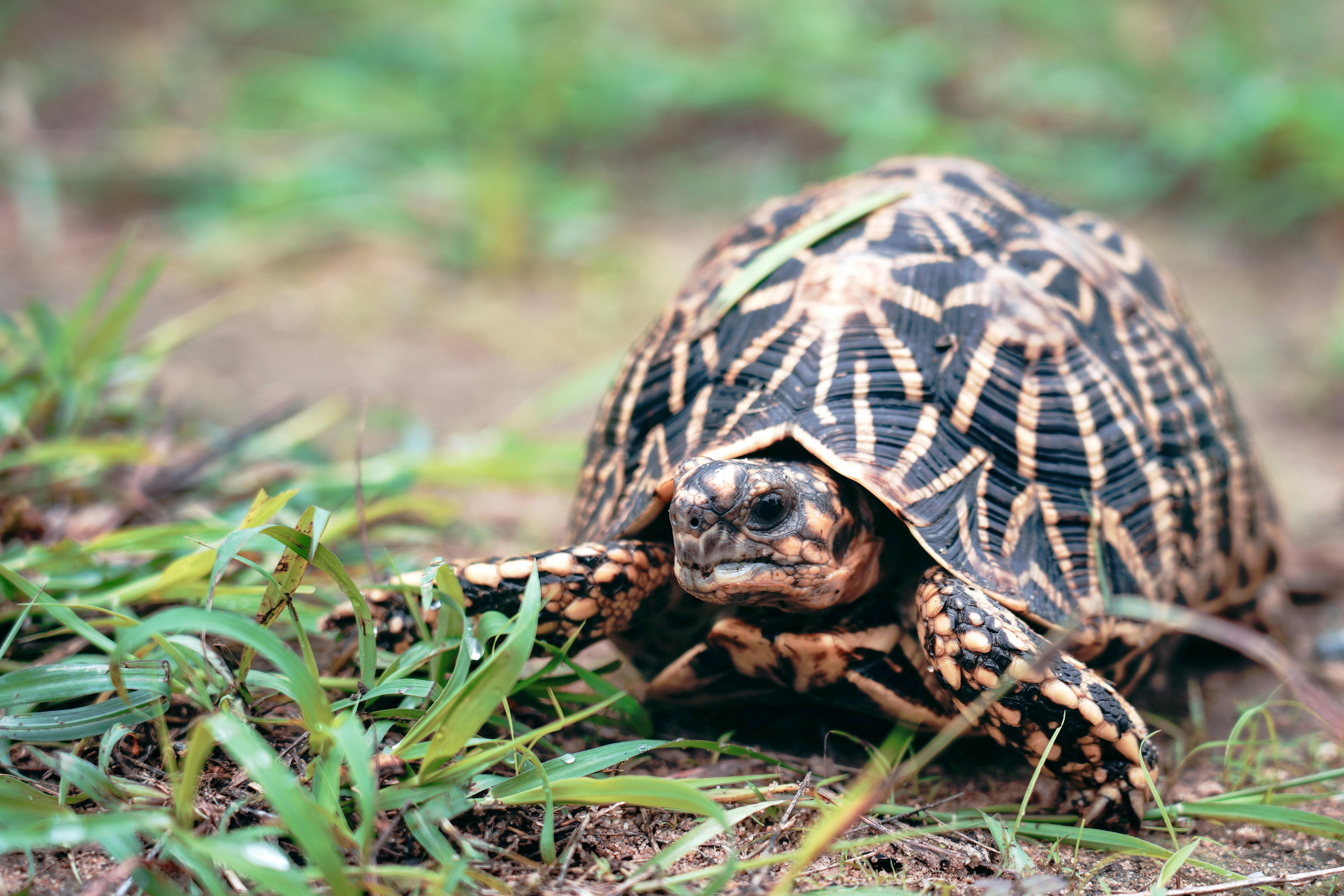 African Spurred Tortoise on the Ground · Free Stock Photo