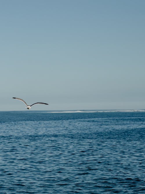 동물, 바다, 바다 경치의 무료 스톡 사진