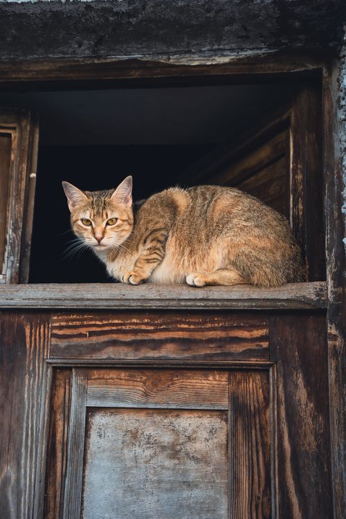 Free A tabby cat resting on a rustic wooden door with a serene expression, showcasing natural charm. Stock Photo